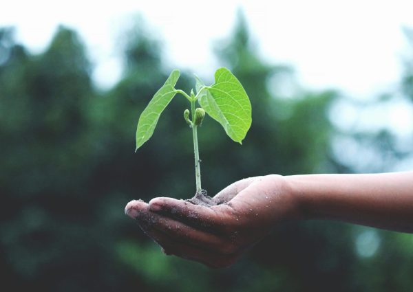 A young sapling held in hands symbolizes growth and sustainability.